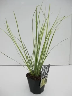Dwerg Pampasgras (Cortaderia Selloana 'Mini Goldpampas') -Tuinplanten Winkel cortaderia mini goldpampas v2 1