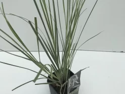 Dwergpampasgras (Cortaderia Selloana 'Mini Silverpampas') -Tuinplanten Winkel cortaderia mini silverpampas v2