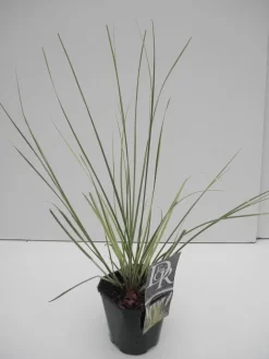 Dwerg Pampasgras (Cortaderia Selloana 'Mini Goldpampas') -Tuinplanten Winkel cortaderia sell. mini goldpampas 1