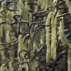 Kronkelhazelaar Als Boom (Corylus Avellana 'Contorta')