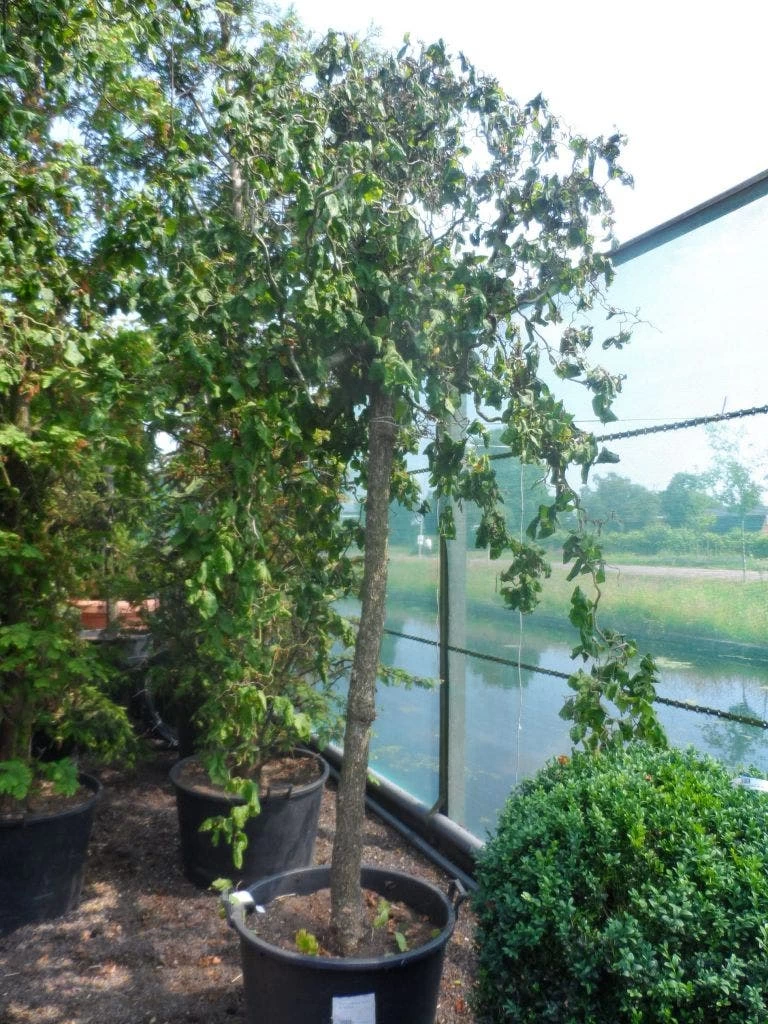 Kronkelhazelaar Als Boom (Corylus Avellana 'Contorta') 3 Kronkelhazelaar Als Boom (Corylus Avellana 'Contorta') - Afbeelding 3