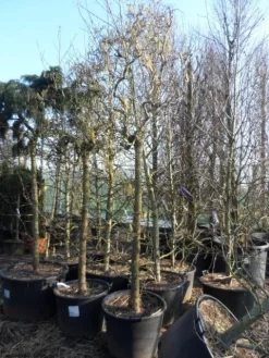 Kronkelhazelaar Als Boom (Corylus Avellana 'Contorta') 7 Kronkelhazelaar Als Boom (Corylus Avellana 'Contorta') -Tuinplanten Winkel corylus avellana contorta 2025cm 1