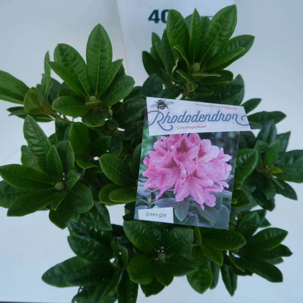 Rhododendron (Rhododendron 'Cosmopolitan') 2 Rhododendron (Rhododendron 'Cosmopolitan') - Afbeelding 2
