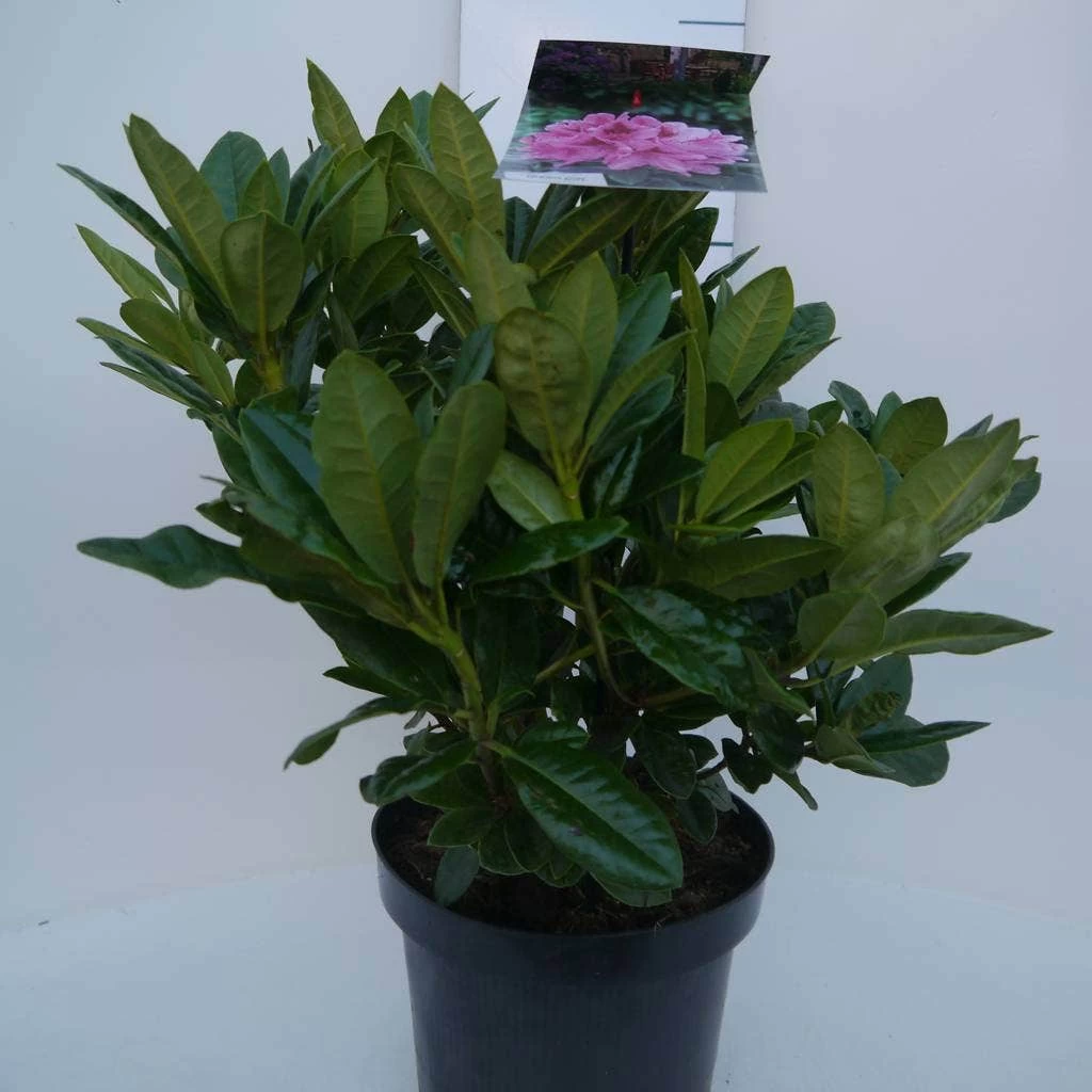 Rhododendron (Rhododendron 'Cosmopolitan') 1 Rhododendron (Rhododendron 'Cosmopolitan')