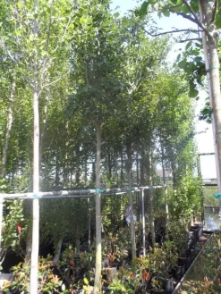 Meidoorn Als Boom (Crataegus Lavallei 'Carrierei') -Tuinplanten Winkel crataegus lavallei carrierei 14 16ho cont