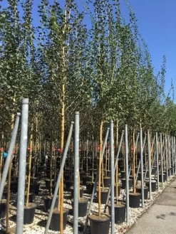 Rode Meidoorn (Crataegus Laevigata 'Paul's Scarlet') -Tuinplanten Winkel crataegus paul scarlet