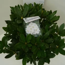Rhododendron (Rhododendron 'Cunningham White') -Tuinplanten Winkel cun. white c7.5 boven