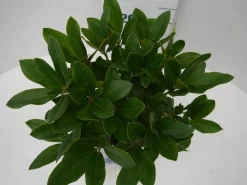 Rhododendron (Rhododendron 'Cunningham White') -Tuinplanten Winkel cun white c2 boven