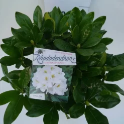 Rhododendron (Rhododendron 'Cunningham White') -Tuinplanten Winkel cun white c5 boven 1