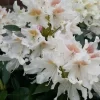 Rhododendron (Rhododendron 'Cunningham White')