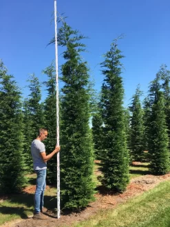 Grote Snelgroeiende Conifeer (Cupressocyparis Leylandii) -Tuinplanten Winkel cup leijlandii 450500