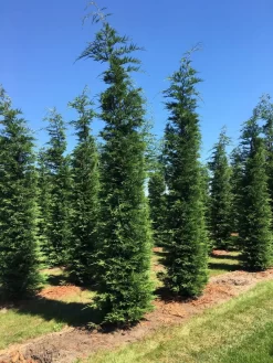 Grote Snelgroeiende Conifeer (Cupressocyparis Leylandii) -Tuinplanten Winkel cup leijlandii 500550 1