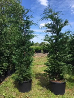 Grote Snelgroeiende Conifeer (Cupressocyparis Leylandii) -Tuinplanten Winkel cupressocyparis lelandii h200 250 1