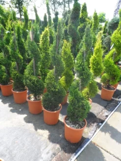 Leylandcipres Als Spiraal (Cupressocyparis Leylandii 'Castlewellan Gold' ) 10 Leylandcipres Als Spiraal (Cupressocyparis Leylandii 'Castlewellan Gold' ) -Tuinplanten Winkel cupressocyparis leylandii castlewellan gold spiraal 125 150 c20