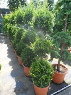 Cupressocyparis, Triobol (Cupressocyparis Leylandii 'Castlewellan Gold') -Tuinplanten Winkel cupressocyparis leylandii castlewellan gold triobol 125 150 175 c25