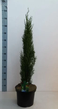 Italiaanse Cipres (Cupressus Sempervirens 'Totem') -Tuinplanten Winkel cupressus semp totem 80 100 cm co. 10l kopie 2