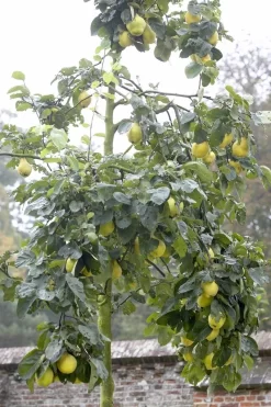 Kweepeer (Cydonia Oblonga)