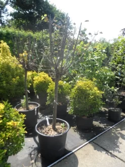 Kweepeer (Cydonia Oblonga) -Tuinplanten Winkel cydonia oblonga halfstam 14 16 18 1