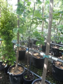 Kweepeer (Cydonia Oblonga) -Tuinplanten Winkel cydonia oblonga halfstam 5 6 8 c10