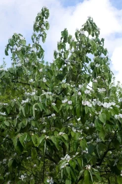 Kweepeer Als Halfstam (Cydonia Oblonga 'Vranja')