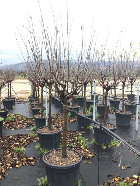 Kweepeer Als Halfstam (Cydonia Oblonga 'Vranja') 2 Kweepeer Als Halfstam (Cydonia Oblonga 'Vranja') - Afbeelding 2