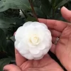 Camelia (Camellia Japonica 'Nuccio's Gem')