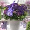 Hortensia Deep Purple Dance (Hydrangea 'Music Collection')