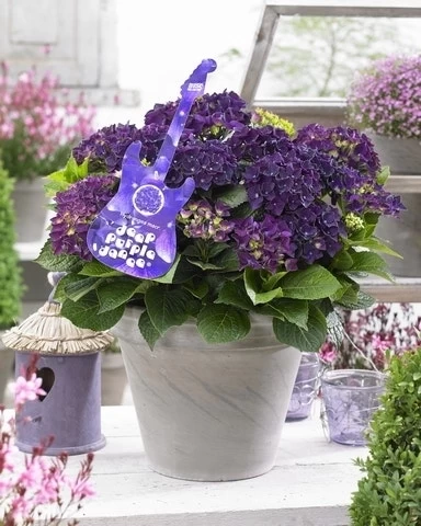 Hortensia Deep Purple Dance (Hydrangea 'Music Collection') 1 Hortensia Deep Purple Dance (Hydrangea 'Music Collection')