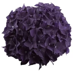 Hortensia Deep Purple Dance (Hydrangea 'Music Collection') -Tuinplanten Winkel deep purple dance bloem 2