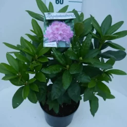 Rhododendron (Rhododendron 'Delta') -Tuinplanten Winkel delta c5 zij