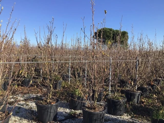 Beverboom (Magnolia Denudata) 2 Beverboom (Magnolia Denudata) - Afbeelding 2