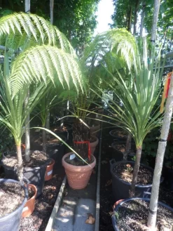 Boomvaren (Dicksonia Antarctica) -Tuinplanten Winkel dicksonia antarctica 40stam cont