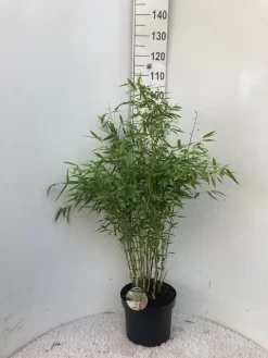 Niet Woekerende Bamboe (Fargesia 'Dino') 7 Niet Woekerende Bamboe (Fargesia 'Dino') -Tuinplanten Winkel dino c10