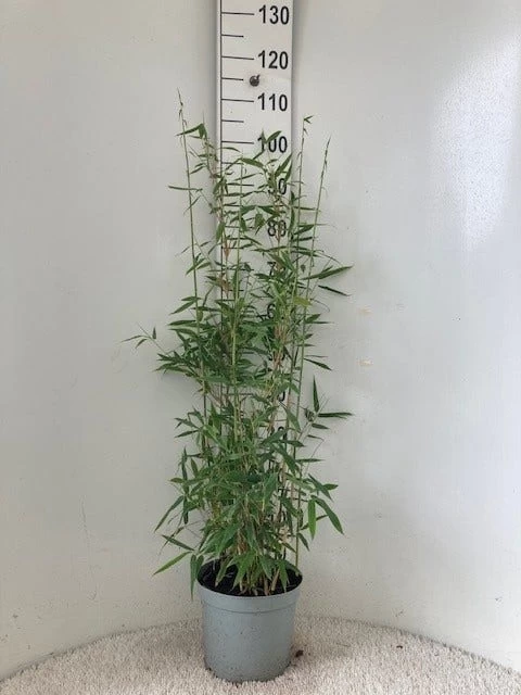 Niet Woekerende Bamboe (Fargesia 'Dino') 2 Niet Woekerende Bamboe (Fargesia 'Dino') - Afbeelding 2