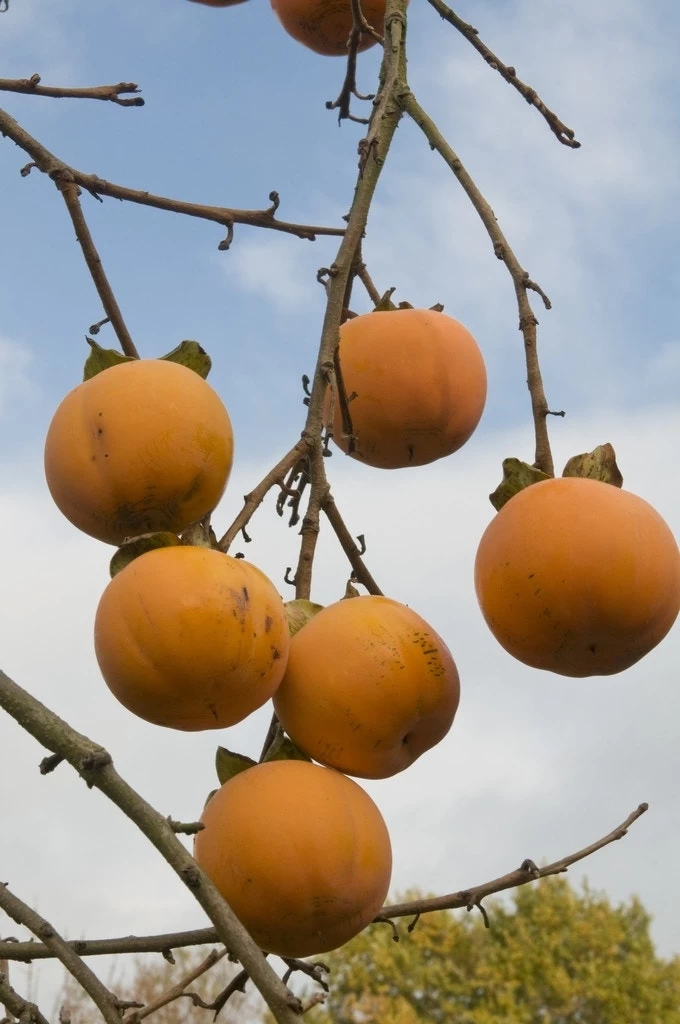 Kaki (Diospyros Kaki) 2 Kaki (Diospyros Kaki) - Afbeelding 2