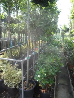 Kaki (Diospyros Kaki) 17 Kaki (Diospyros Kaki) -Tuinplanten Winkel diospyros kaki halfstam 12 14