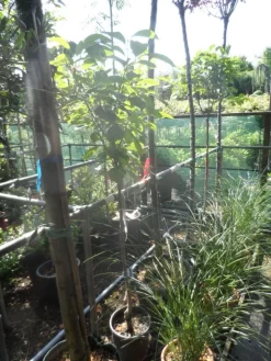 Kaki (Diospyros Kaki) 16 Kaki (Diospyros Kaki) -Tuinplanten Winkel diospyros kaki halfstam 5 6 8 c10