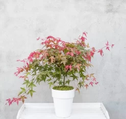 Japanse Esdoorn (Acer Palmatum 'Beni-maiko') -Tuinplanten Winkel dsc 8150benimaiko