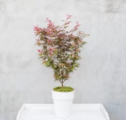 Japanse Esdoorn (Acer Palmatum 'Shaina') -Tuinplanten Winkel dsc 8156