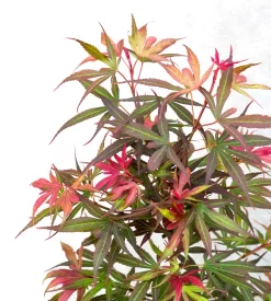 Japanse Esdoorn (Acer Palmatum 'Shaina') -Tuinplanten Winkel dsc 8195