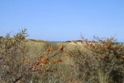 Duindoorn (Hippophae Rhamnoides) -Tuinplanten Winkel duindoorn 1 1