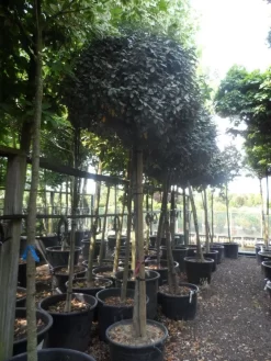 Olijfwilg Op Stam (Elaeagnus Ebbingei) -Tuinplanten Winkel elaeagnus ebbingei 14 16 18ho c130