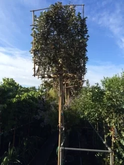 Olijfwilg Als Leiboom (Elaeagnus Ebbingei) -Tuinplanten Winkel elaeagnus ebbingei leivorm 8 10cm 2 1