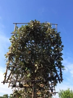 Olijfwilg Als Leiboom (Elaeagnus Ebbingei) -Tuinplanten Winkel elaeagnus ebbingei leivorm 8 10cm 3 1