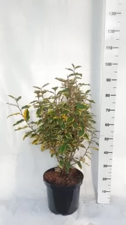 Olijfwilg (Elaeagnus Ebbingei 'Viveleg') -Tuinplanten Winkel elaeagnus ebbingei viveleg week 4 2021 1600x1200 1 2