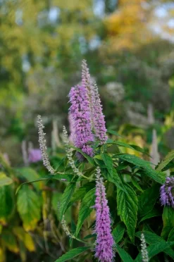 Chinese Munt (Elsholtzia Stauntonii)