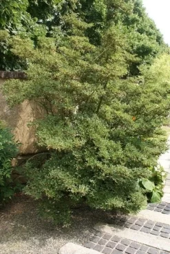 Pronkklokje (Enkianthus Campanulatus) -Tuinplanten Winkel enkianthus campanulatus