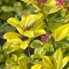 Escallonia (Escallonia 'Gold Ellen')
