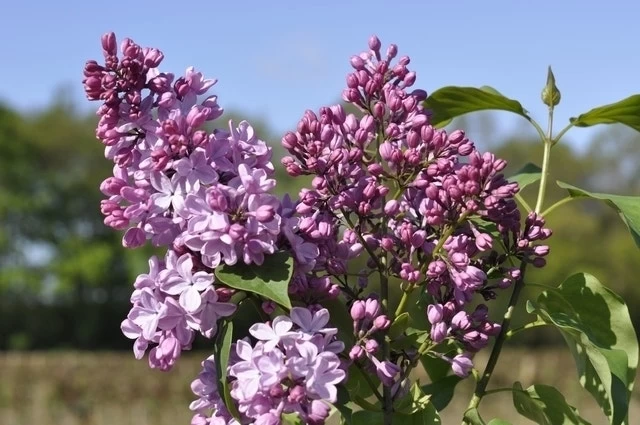 Sering (Syringa Vulgaris Hyacinthiflora 'Esther Staley') 1 Sering (Syringa Vulgaris Hyacinthiflora 'Esther Staley')