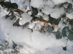 Winterharde Eucalyptus (Eucalyptus Gunnii 'Azura') -Tuinplanten Winkel eucalyptus azura hardy